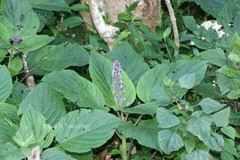 Plectranthus malabaricus